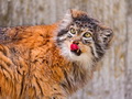 Фотогалерея: лучшие фото манула