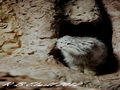 Фотогалерея: лучшие фото манула