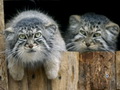 Фотогалерея: лучшие фото манула