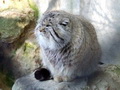Фотогалерея: лучшие фото манула