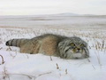 Фотогалерея: лучшие фото манула