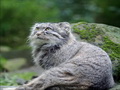 Фотогалерея: лучшие фото манула