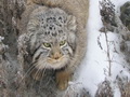 Фотогалерея: лучшие фото манула