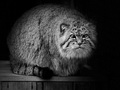 Фотогалерея: лучшие фото манула