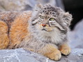 Фотогалерея: лучшие фото манула