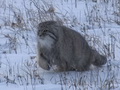 Фотогалерея: лучшие фото манула