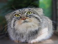 Фотогалерея: лучшие фото манула