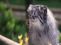 Фотогалерея: лучшие фото манула