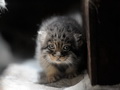 Фотогалерея: лучшие фото манула