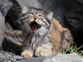 Фотогалерея: лучшие фото манула