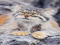 Фотогалерея: лучшие фото манула