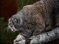 Фотогалерея: лучшие фото манула