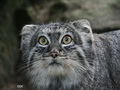 Фотогалерея: лучшие фото манула