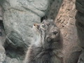 Фотогалерея: лучшие фото манула
