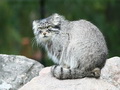 Фотогалерея: лучшие фото манула