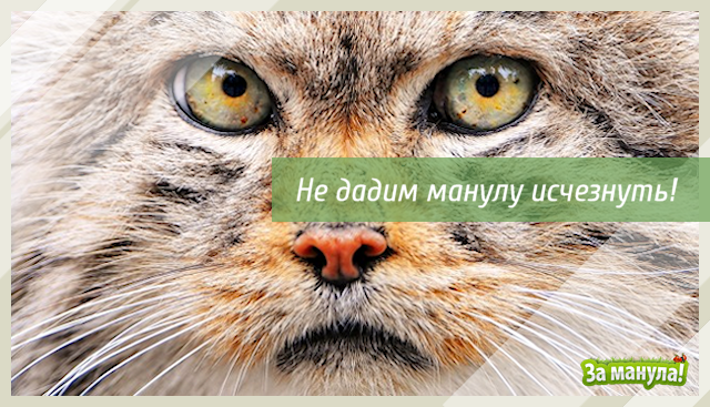 Помоги манулу Не дадим манулу исчезнуть