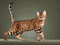 Бенгальская кошка Бенгальская кошка