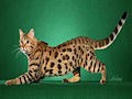 Бенгальская кошка Бенгальская кошка