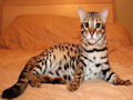 Бенгальская кошка Бенгальская кошка