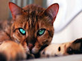 Бенгальская кошка Бенгальская кошка