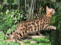 Бенгальская кошка Бенгальская кошка