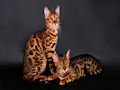 Бенгальская кошка Бенгальская кошка