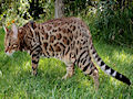 Бенгальская кошка Бенгальская кошка