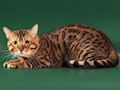 Бенгальская кошка Бенгальская кошка
