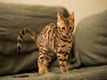 Бенгальская кошка Бенгальская кошка