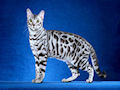 Бенгальская кошка Бенгальская кошка