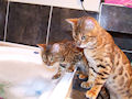 Бенгальская кошка Бенгальская кошка
