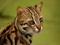 Бенгальская кошка Бенгальская кошка