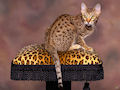 Бенгальская кошка Бенгальская кошка