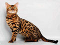 Бенгальская кошка Бенгальская кошка