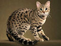 Бенгальская кошка Бенгальская кошка