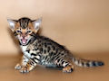 Бенгальская кошка Бенгальская кошка