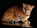 Бенгальская кошка Бенгальская кошка