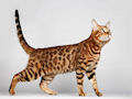 Бенгальская кошка Бенгальская кошка