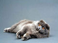 Британская вислоухая кошка Британская вислоухая кошка