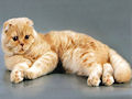 Британская вислоухая кошка Британская вислоухая кошка