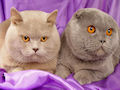 Британская вислоухая кошка Британская вислоухая кошка
