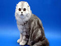 Британская вислоухая кошка Британская вислоухая кошка