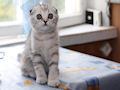 Британская вислоухая кошка Британская вислоухая кошка