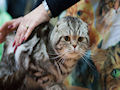 Британская вислоухая кошка Британская вислоухая кошка