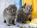Британская вислоухая кошка Британская вислоухая кошка