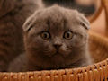 Британская вислоухая кошка Британская вислоухая кошка