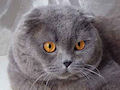 Британская вислоухая кошка Британская вислоухая кошка