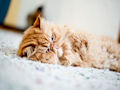 Персидская кошка Персидская кошка