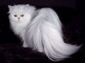 Персидская кошка Персидская кошка