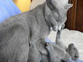 Русская голубая кошка Русская голубая кошка
